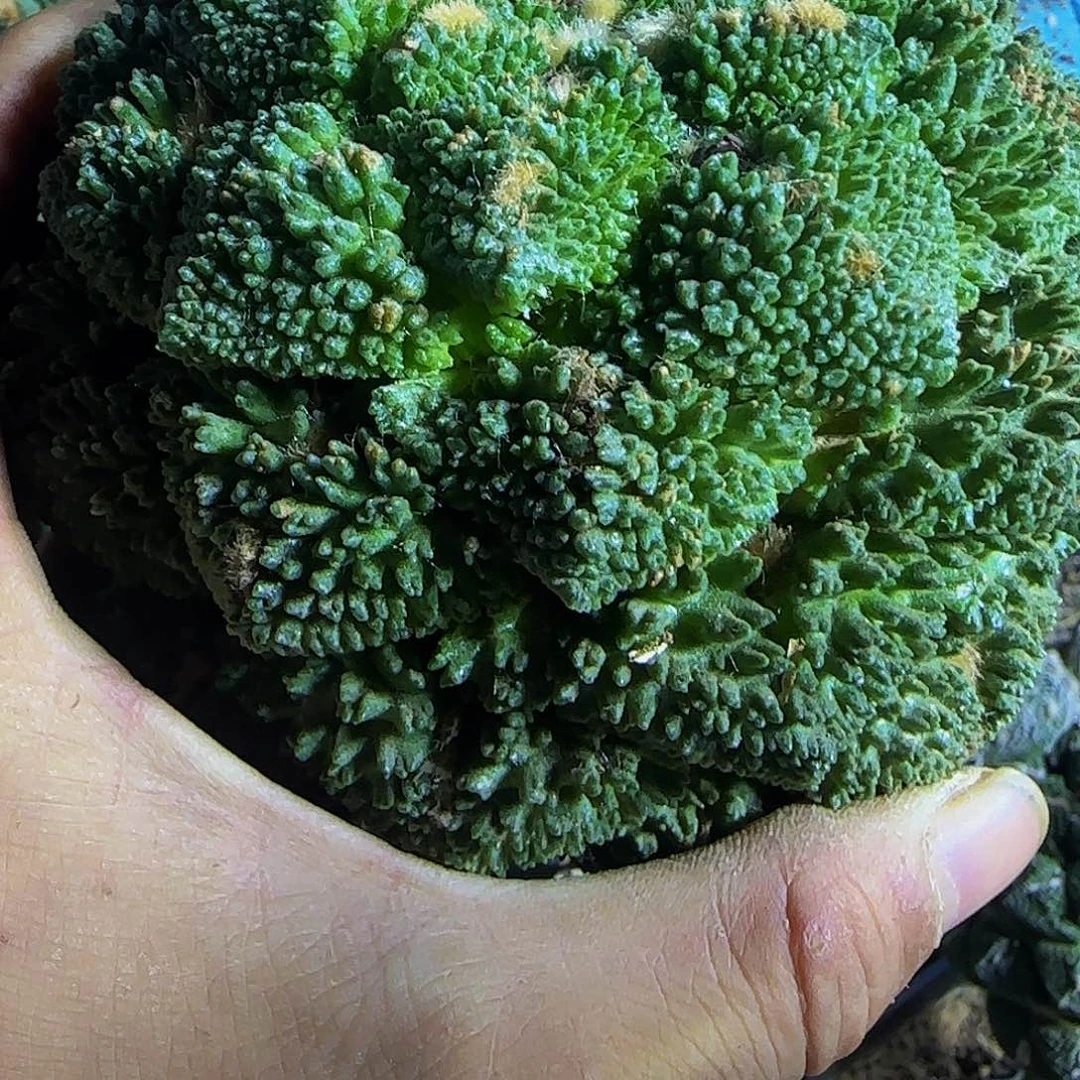 u***5超大牡丹130仙人球开花