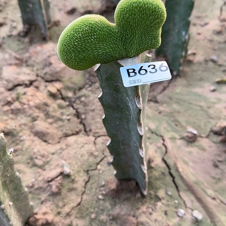 春*嫁接青蛇缀化636