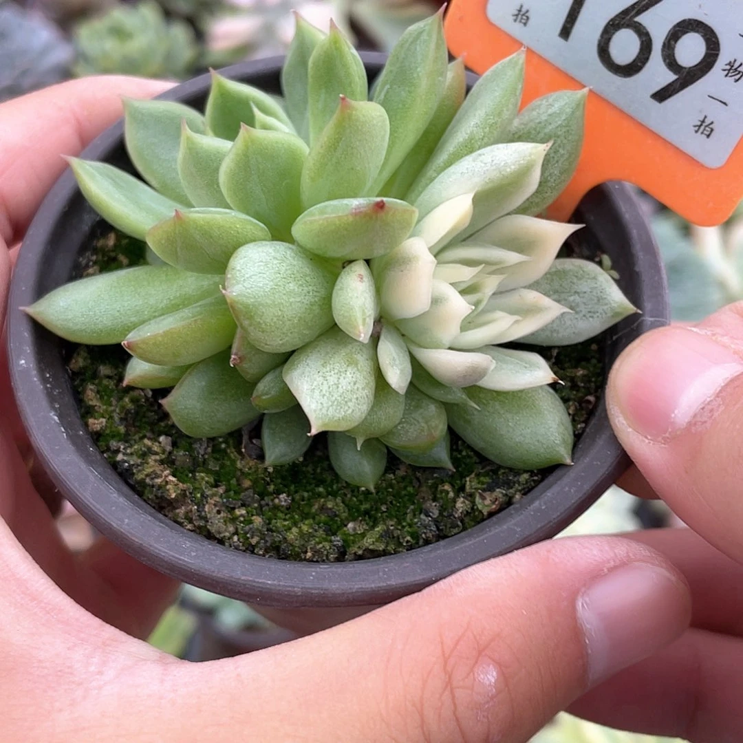 一***"169号多肉植物盆栽