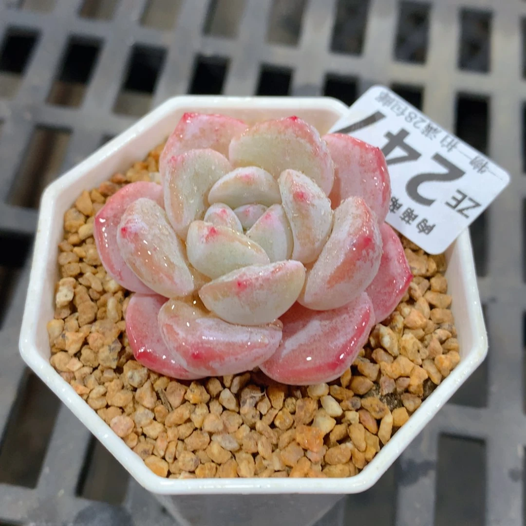 肉萌萌拇指盆精控多肉ZE247