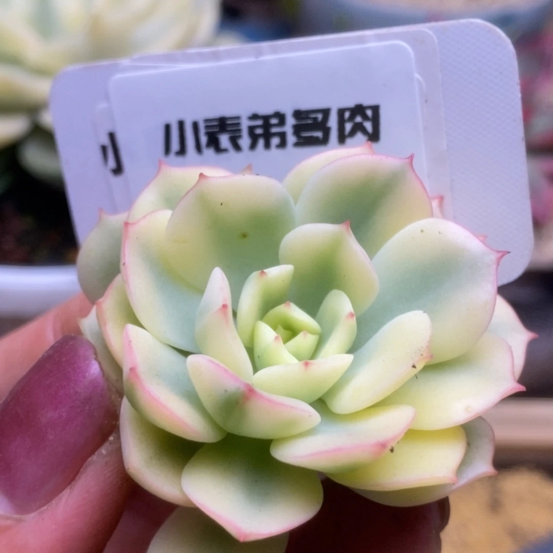 272哈哈哈哈恍恍惚惚