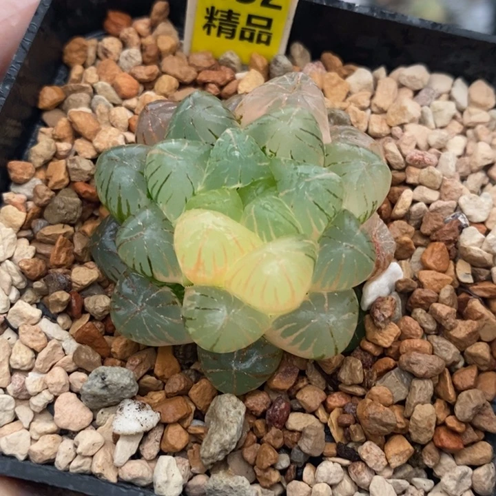 452号姬玉露锦带盆