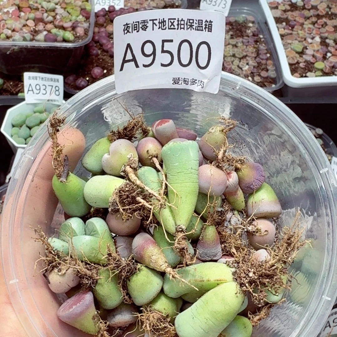 9500––零下地区需拍保温箱