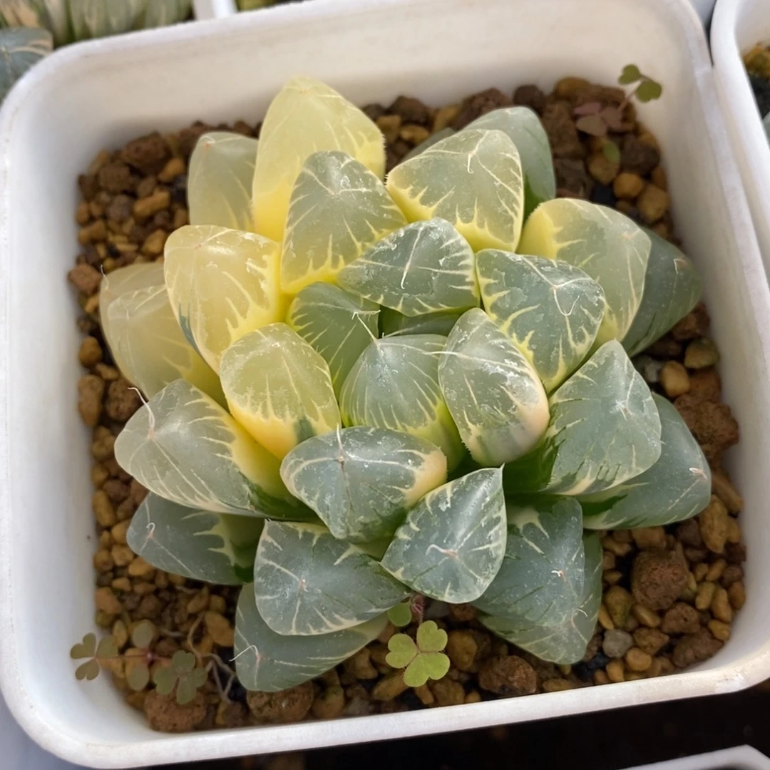 一颗实生糊斑玉露锦 特价