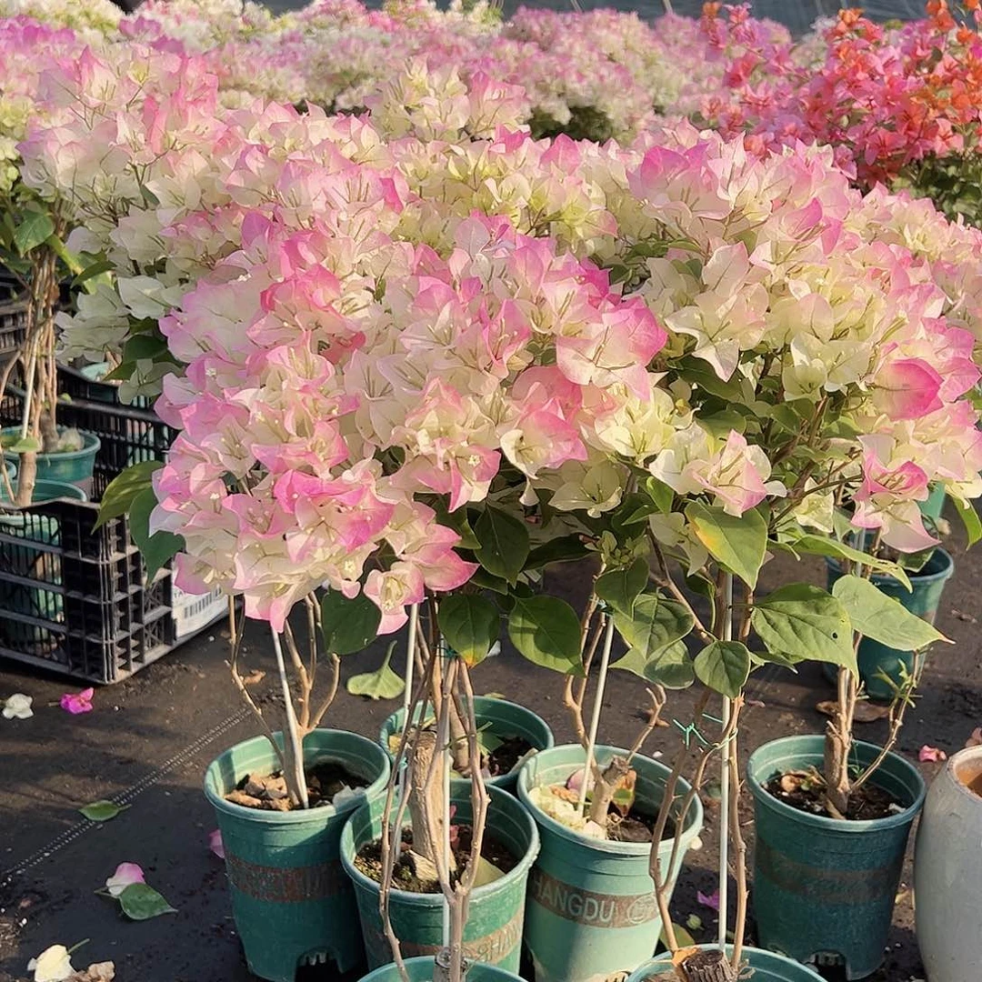 大部分花苞少量开放绿樱棒棒糖带竹一棵