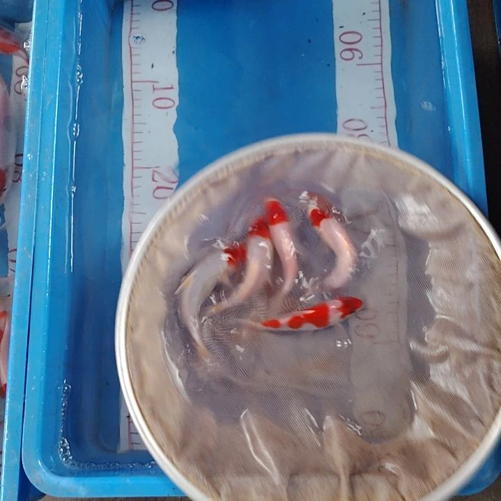 海水鱼顺丰包邮开箱包活2