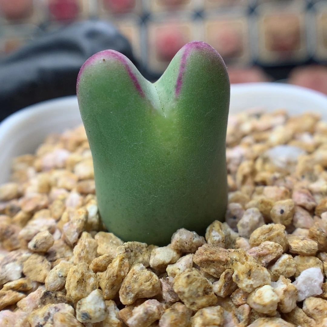 多肉植物。 少将15