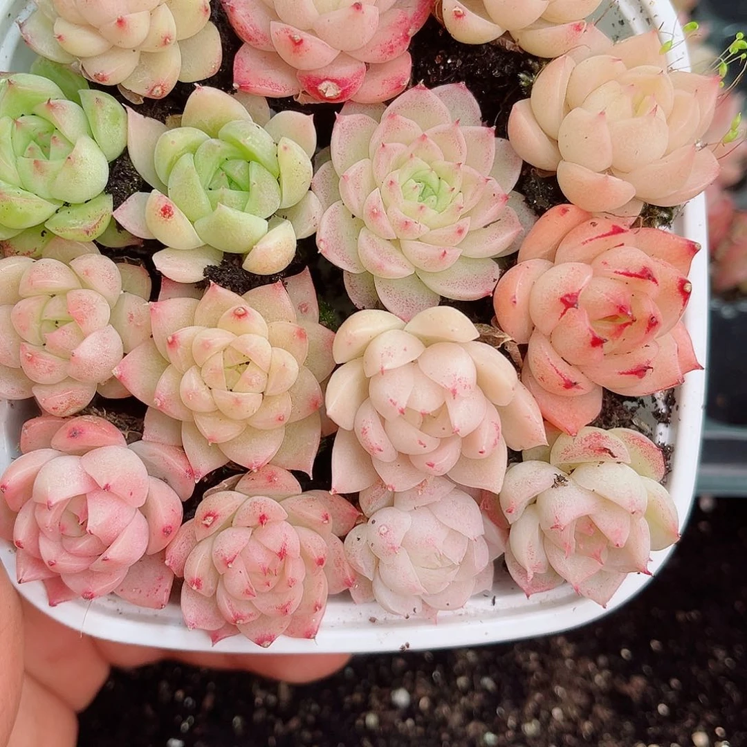 1-192 新疆西藏内蒙不发12.8包邮2-3公分多肉