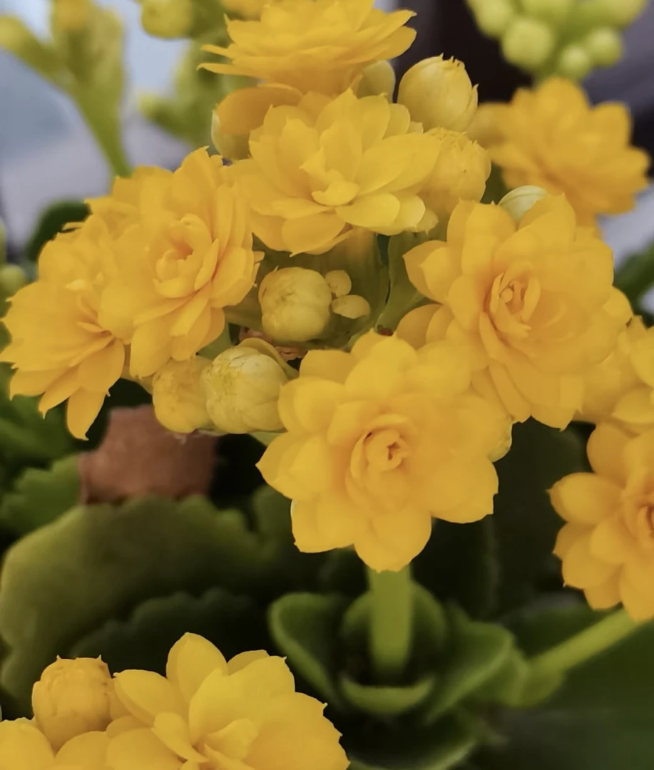 夕阳长寿花，110盆