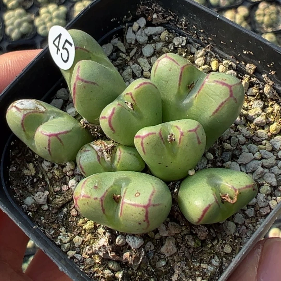 多肉植物111111111111111