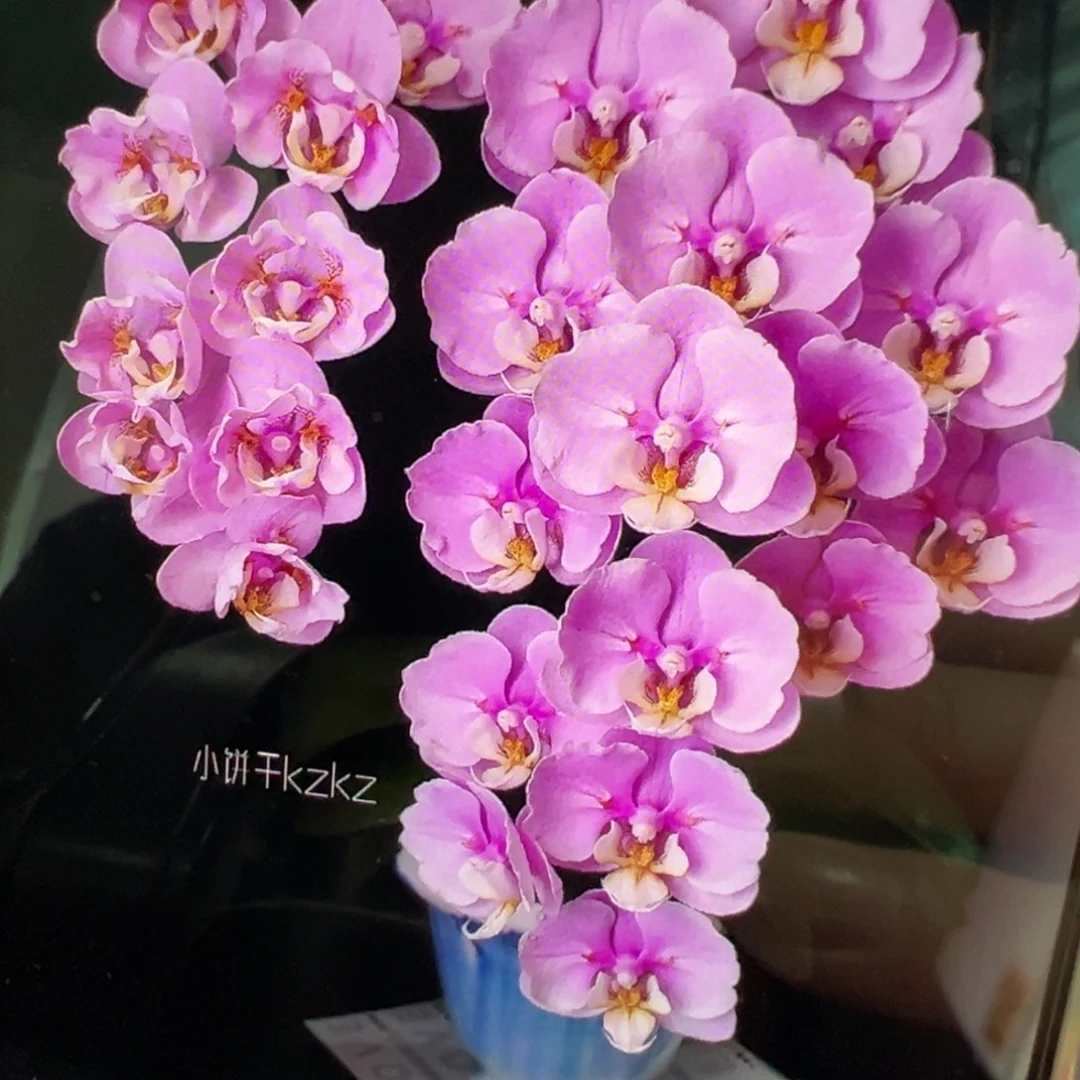 当前无花栽培后可以开花浮力微瑕疵蕾丝安娜带剑