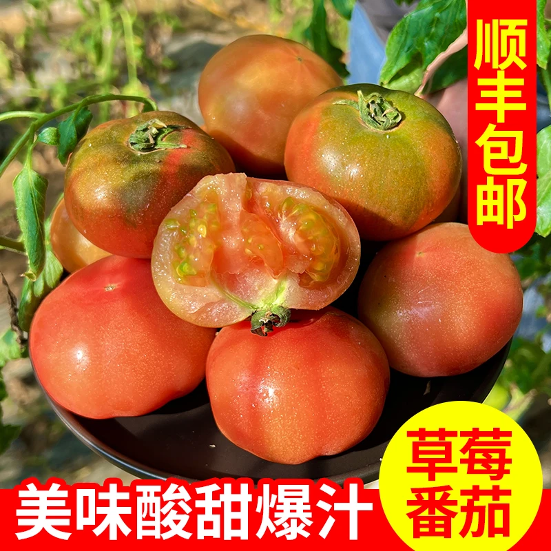 生吃草莓番茄铁皮柿子新鲜小番茄孕妇烟台自然熟西红柿沙瓤