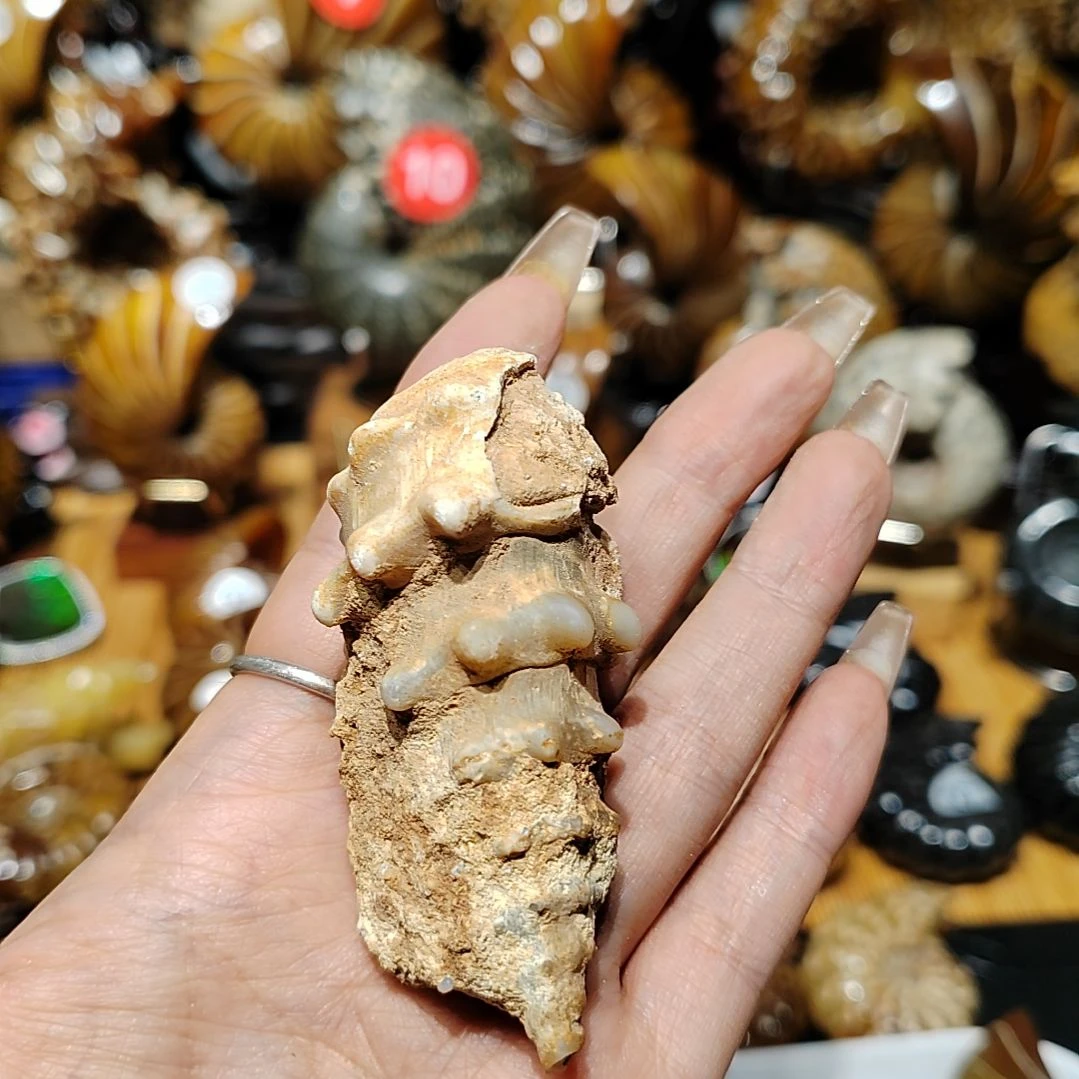 霖*玉海螺化石手把件吊坠
