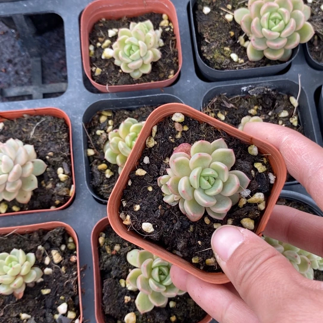 上盆太平鸟一个多肉量拍