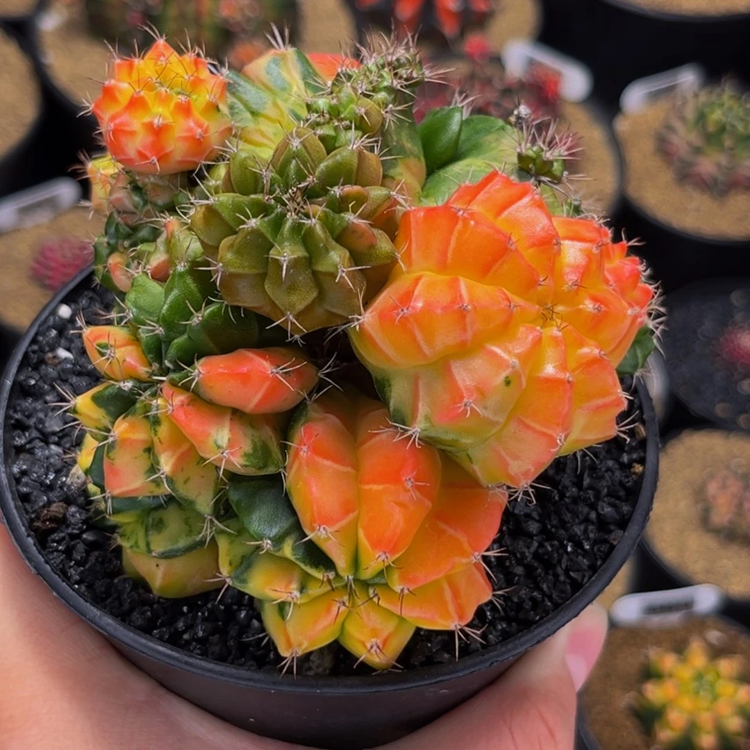 群生 彩色糖果 米哈仙人球