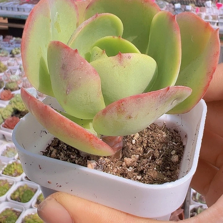 碧桃19包邮多肉植物