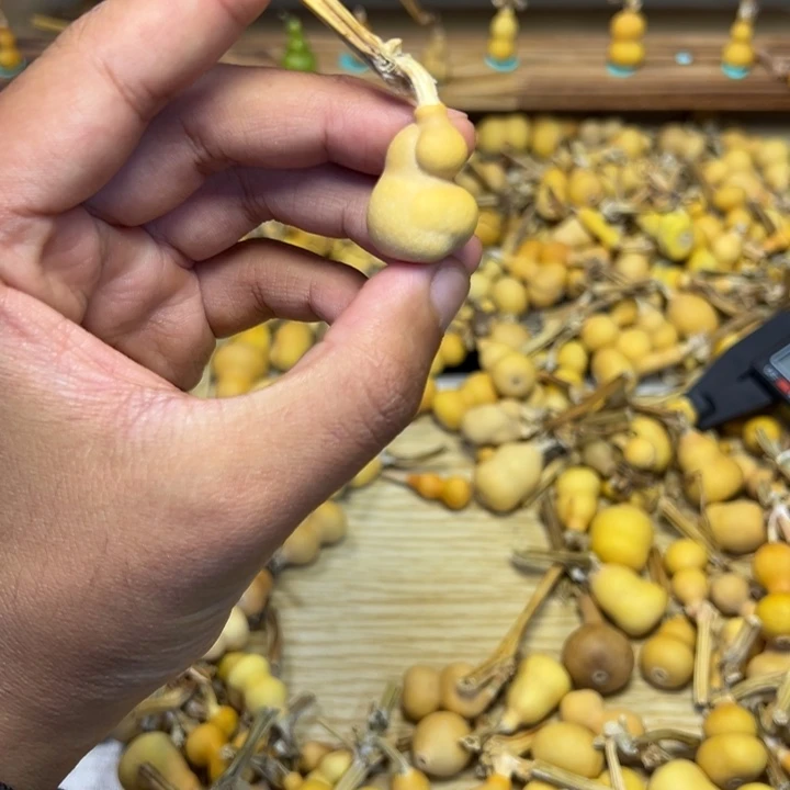 w***h葫芦草里金草里金