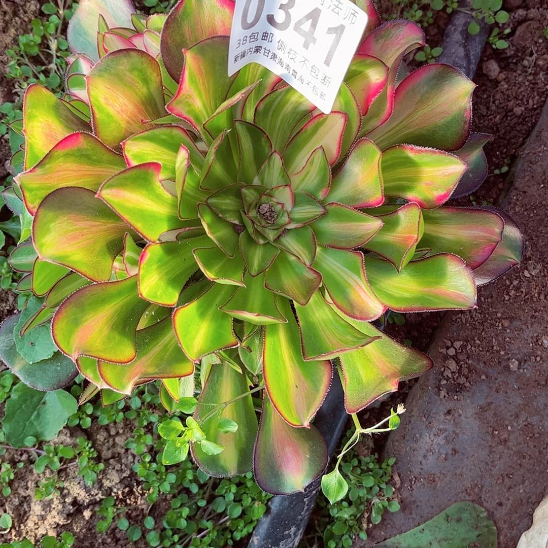 随*2棚法师0000000341