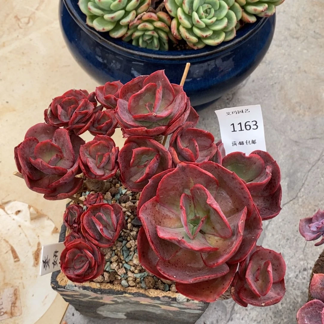 秀妍群生多肉多肉1163