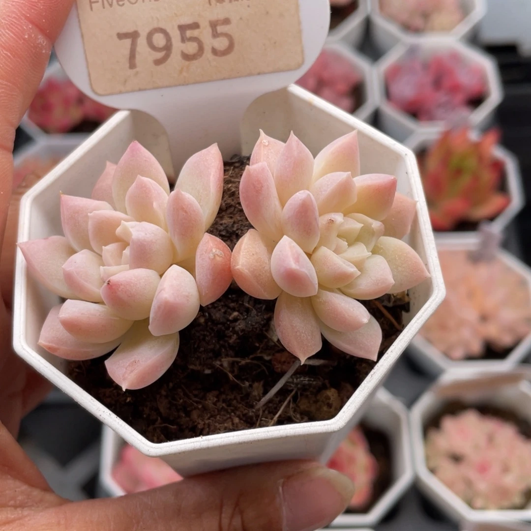 白雪7955-6.0厘米