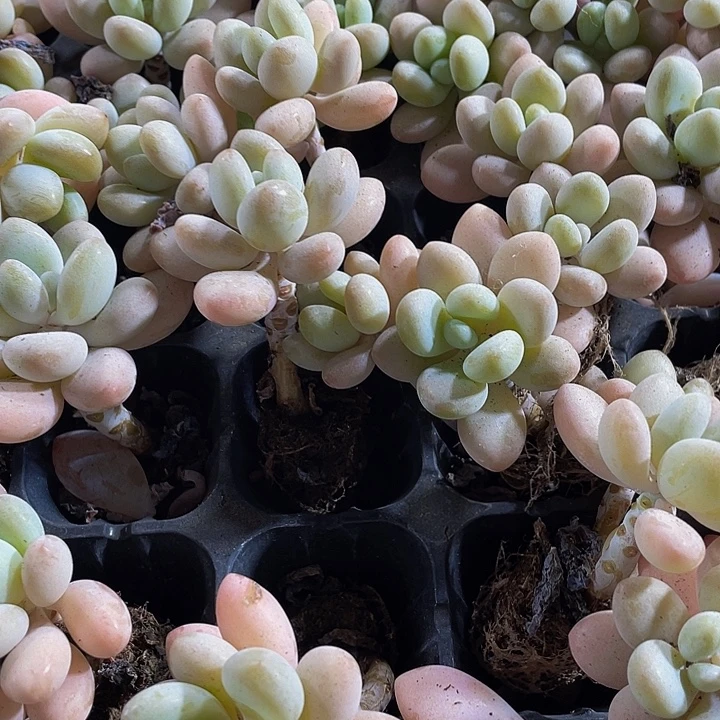 小洛神奶1元带土发货