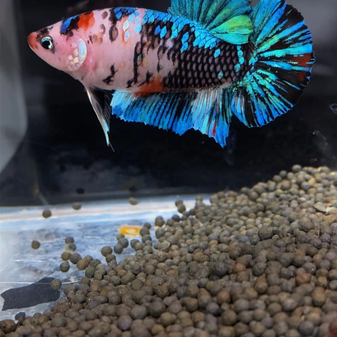 热带鱼公259巨斗