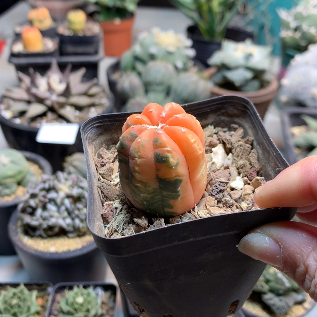 草*?     26号   实生兜锦(带盆土发货)