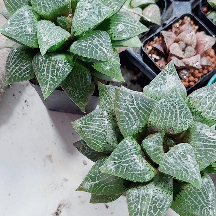 家***L无花朵十二卷。 狄源两颗。福利