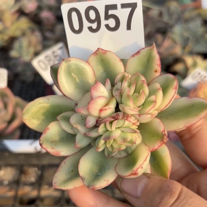 多肉植物满18包邮当场凑单