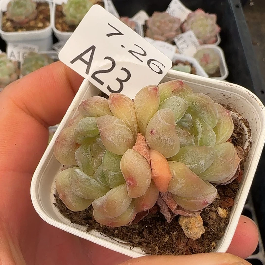 双头白色恋人一颗