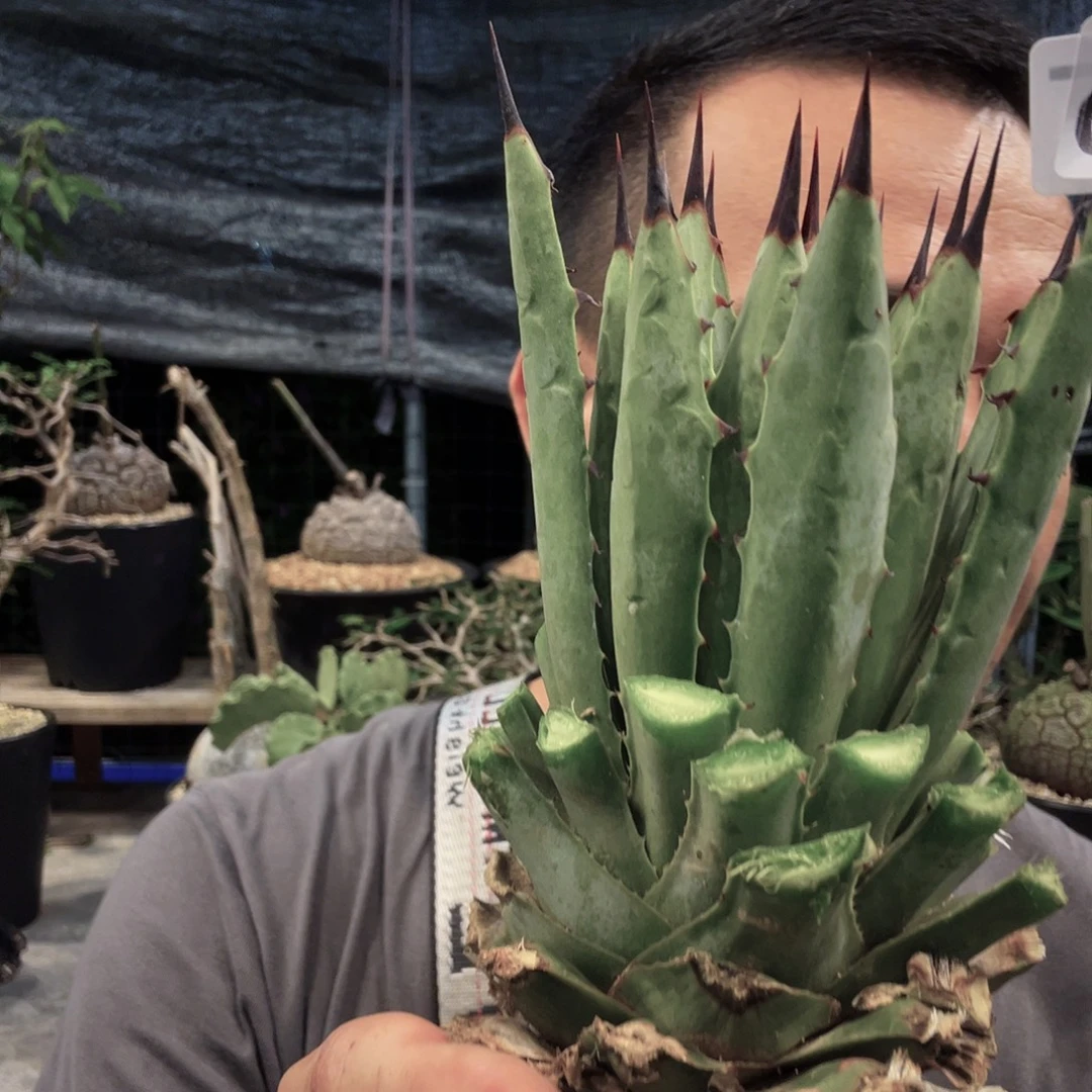 756八荒殿龙舌兰植物脱土发货