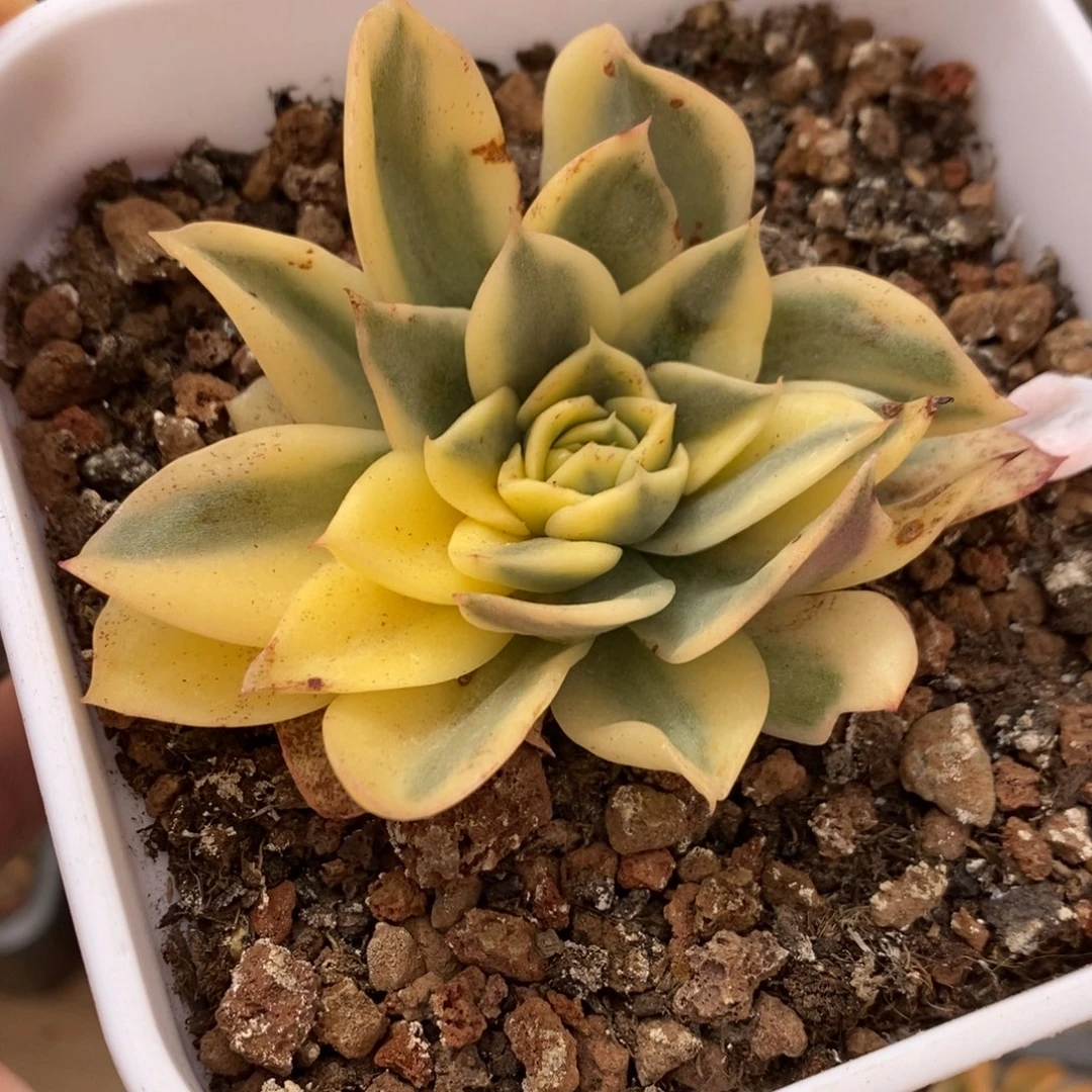 海浪多肉植物7661