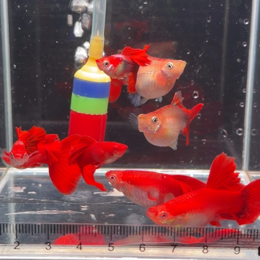 孔雀鱼2对黄豹球2对美系