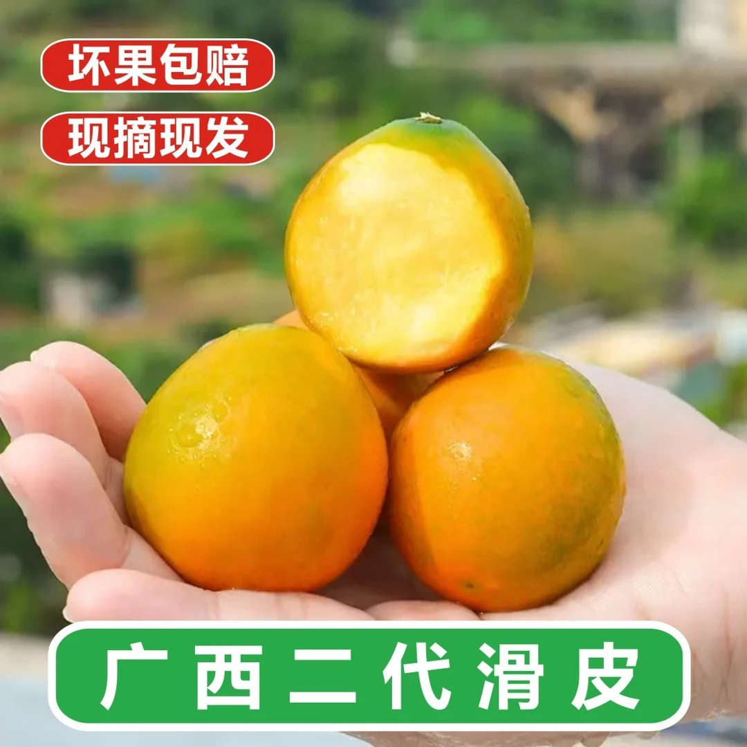 【广西融安二代滑皮金桔】新鲜现摘当季水果脆甜糖心爆汁皮薄肉多