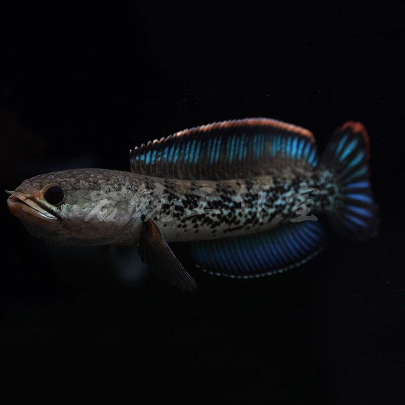 雷龙苗4-6CM一条，包邮不包损