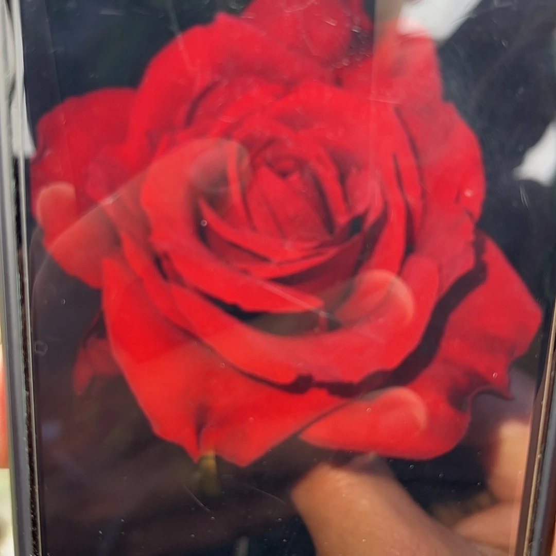 无花朵————红忠诚 福利款