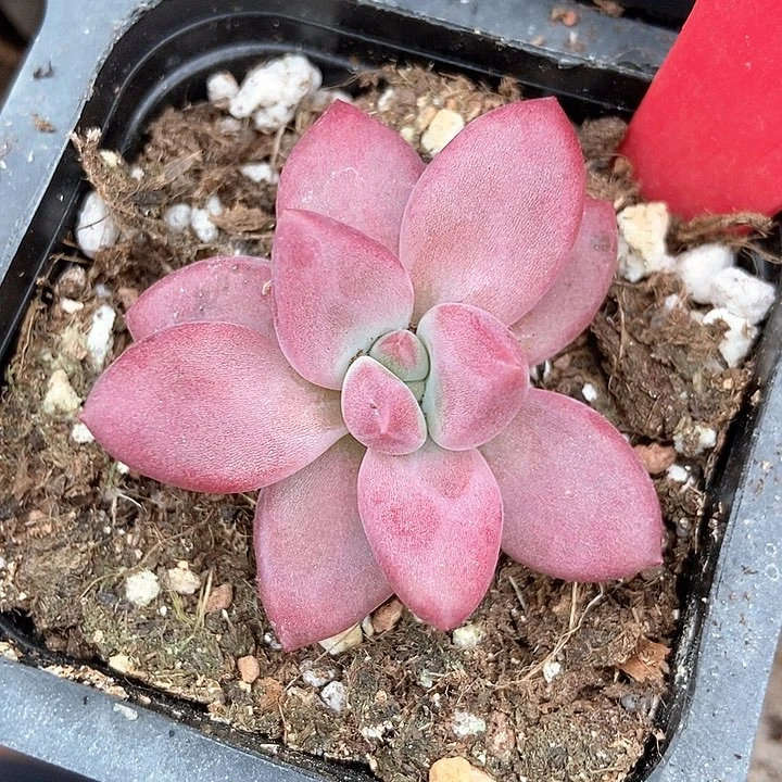 多肉植物赫菲780