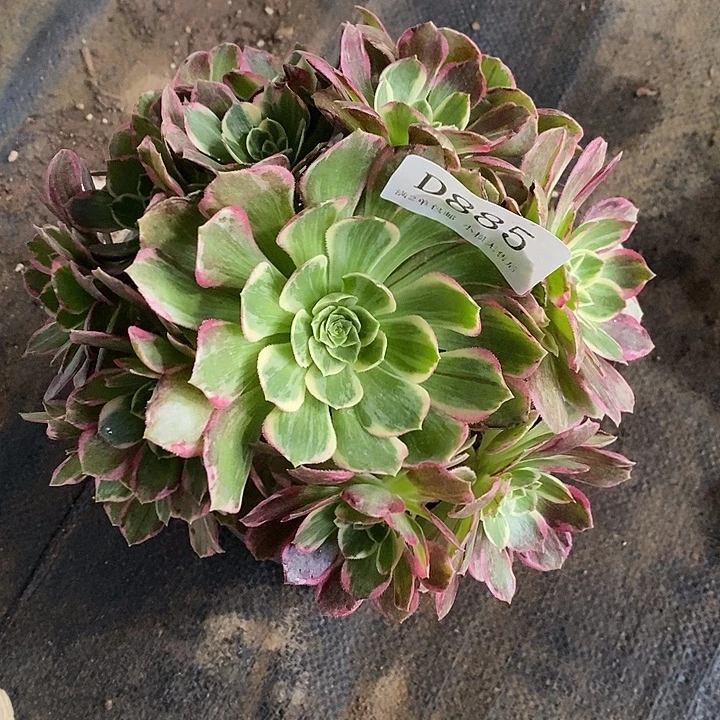 885粉海王多肉不周正