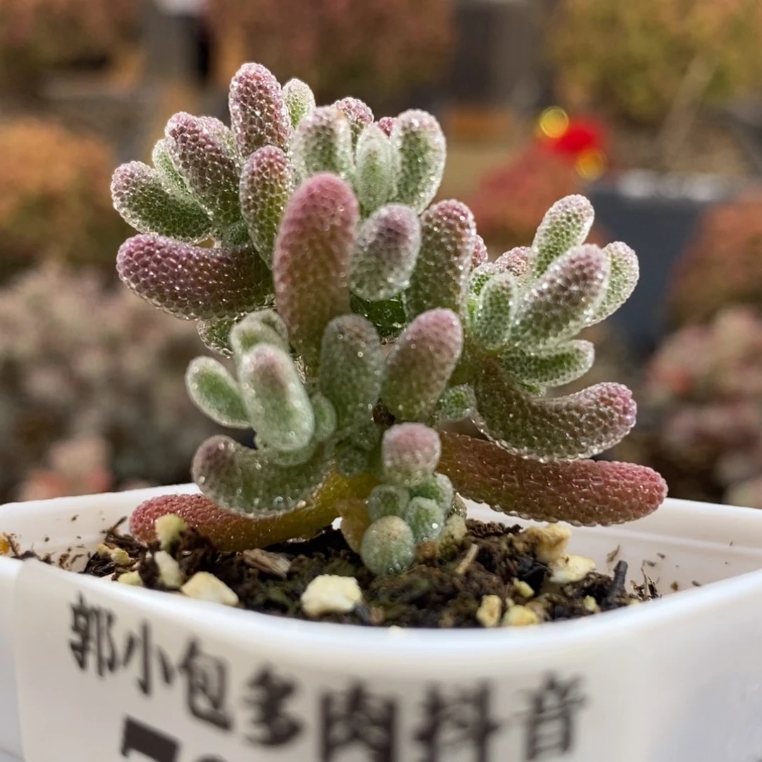 优选冰晶7210枝干番杏