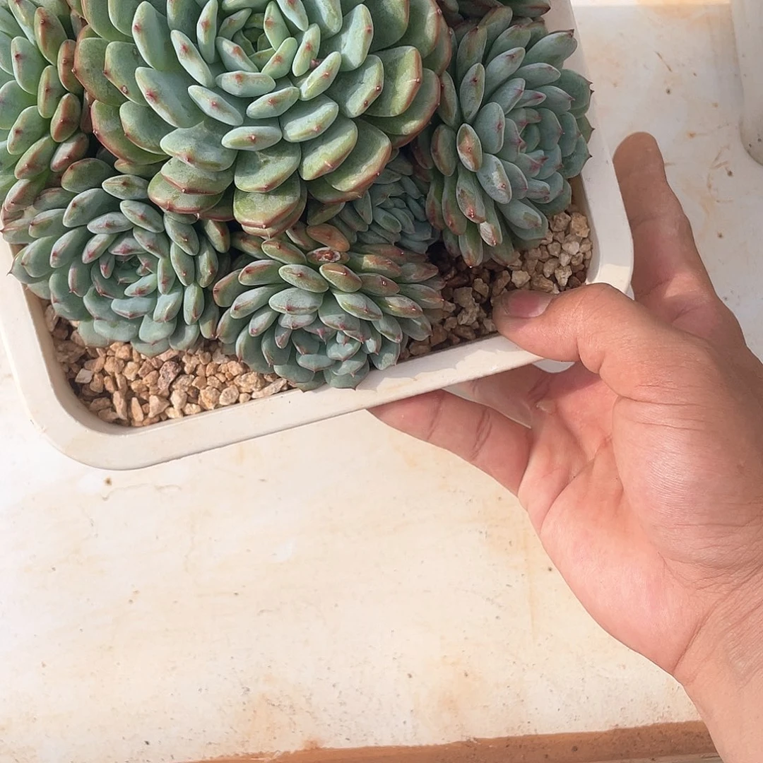 本***心白胖子手捧花2075号