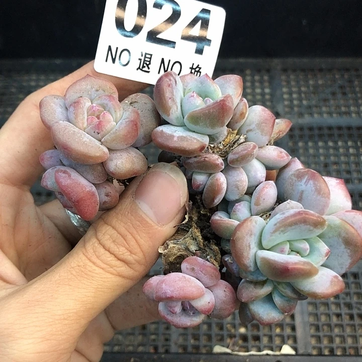 星影石榴籽福利出咯 024