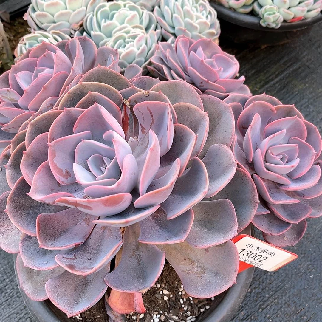 小杰尘埃玫瑰13002