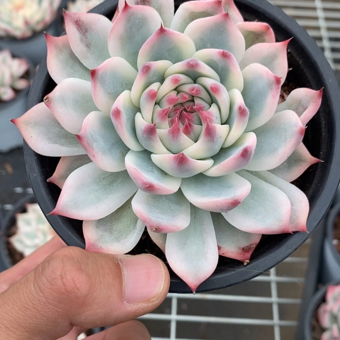 吉娃娃锦多肉植物9052