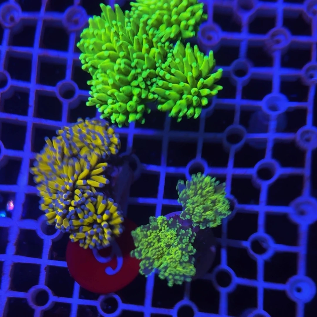 万鱼来朝海水观赏