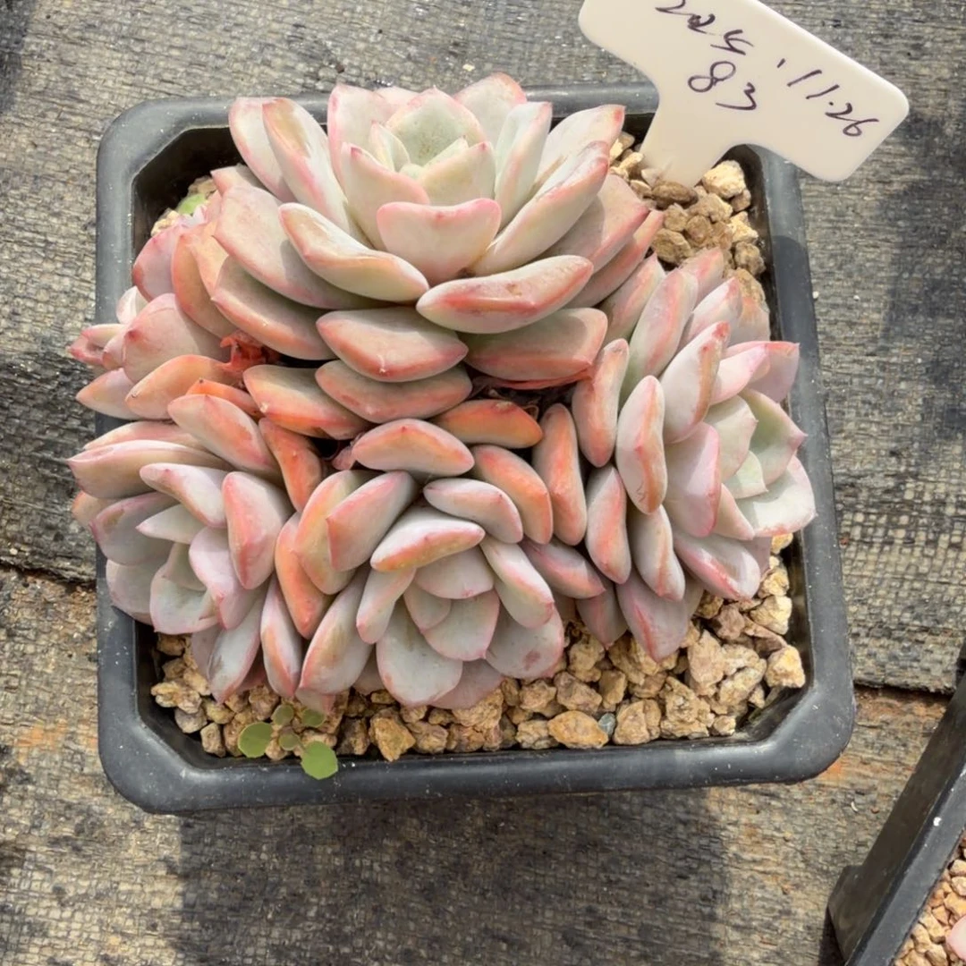 一物一拍精控提拉米苏83