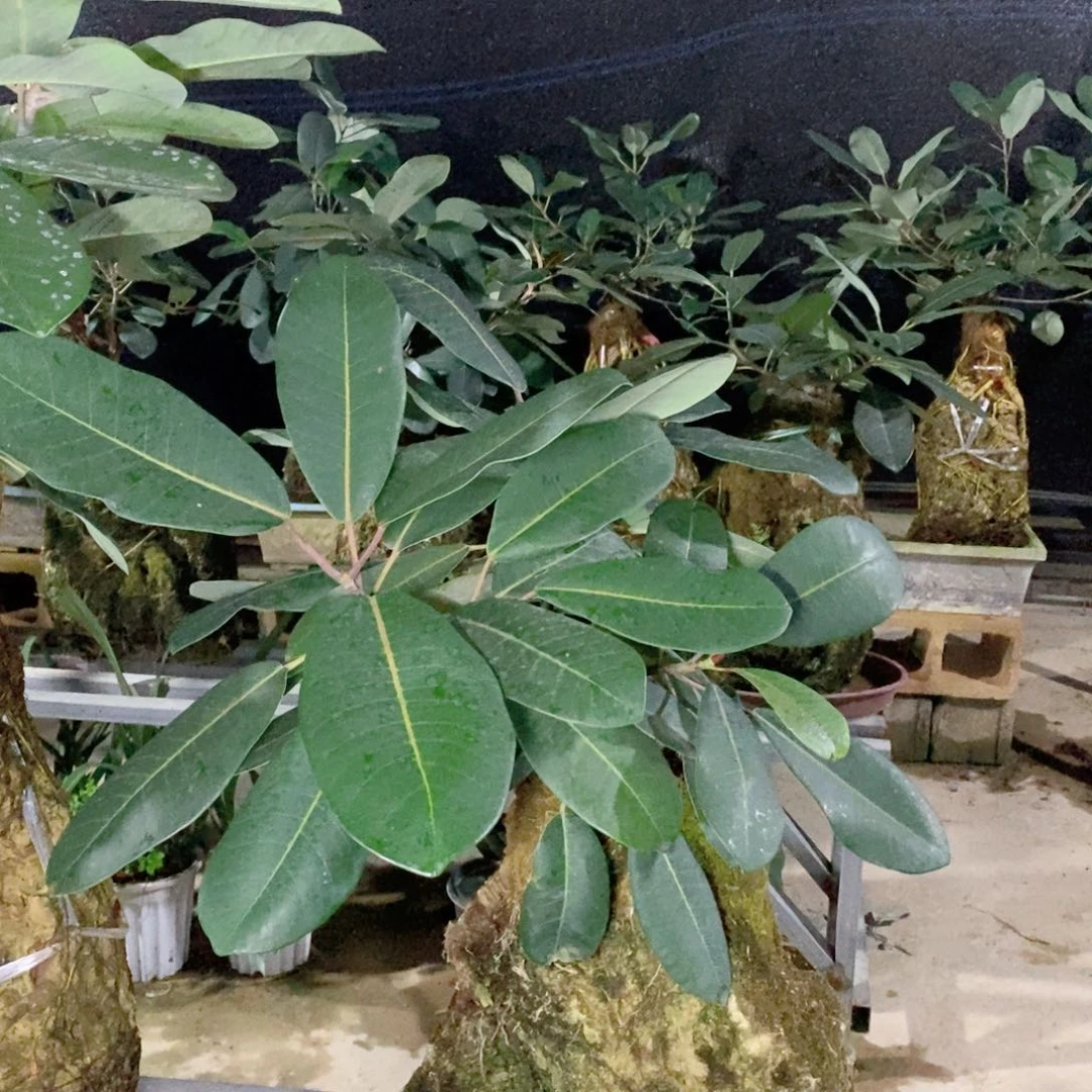 无花朵大叶榕吸水石