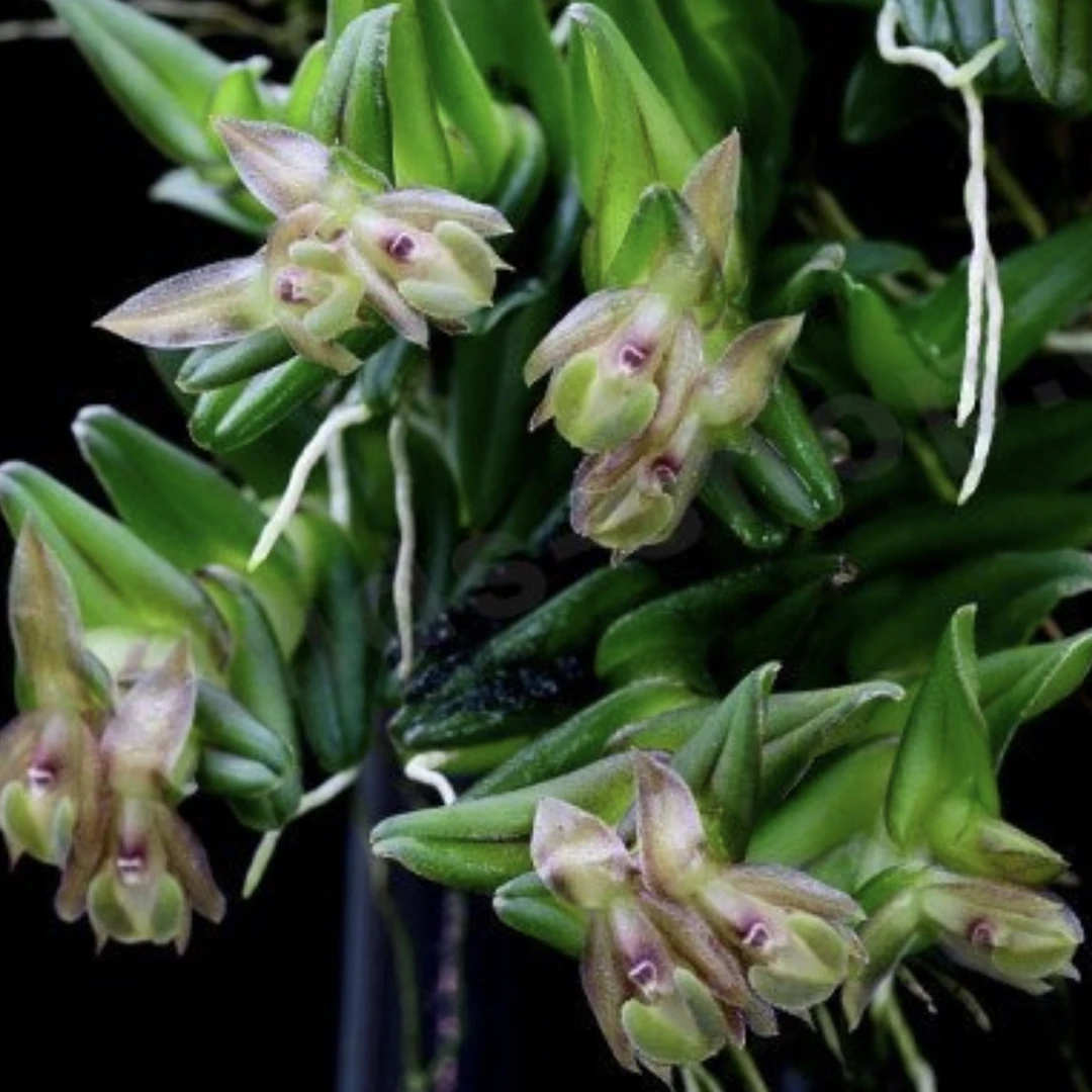 希特树兰  Epidendrum schlechterianum雨林缸造景非常好看