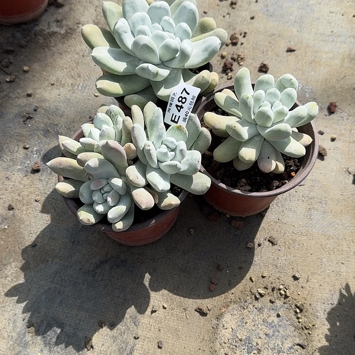 取*拇指哈哈哈哈哈哈哈