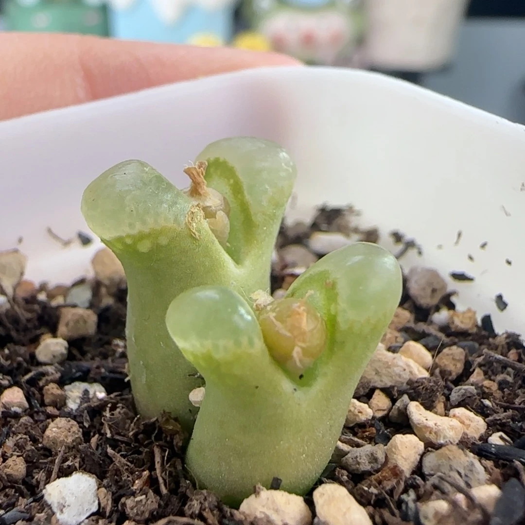 0166/奶瓶风铃///