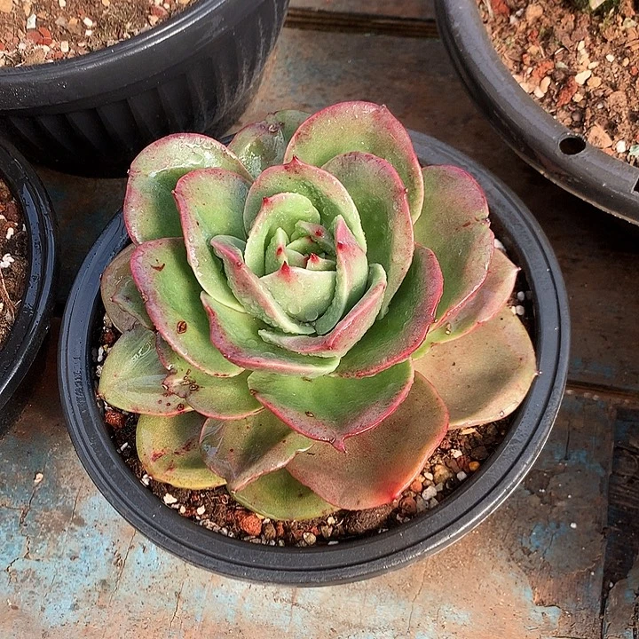 美肉特价活动开始啦